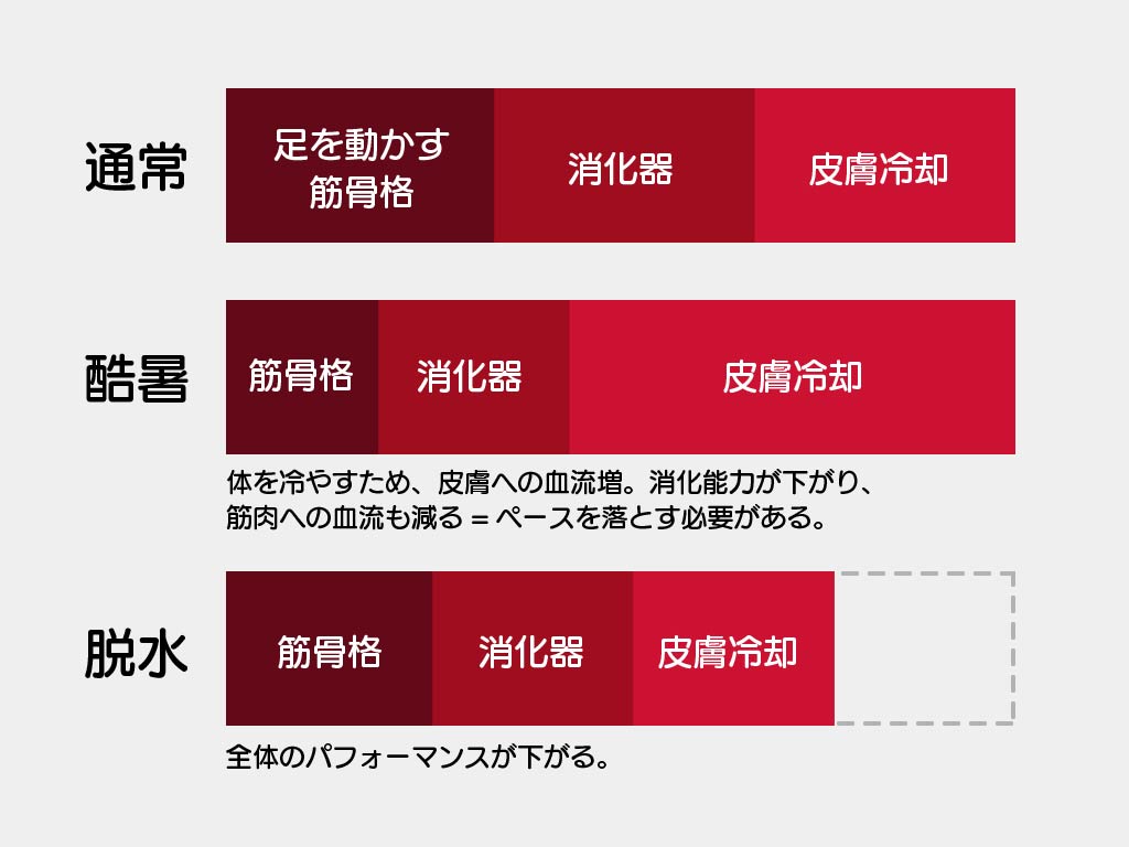 レース中の血流分布イメージ